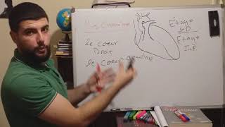 introduction generale  systeme cardiorespiratoire le coeur شرح بالعربية [upl. by Soo]