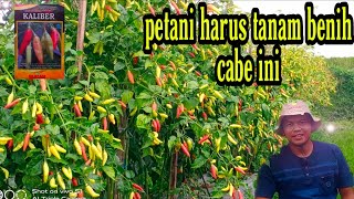 Cara menanam cabe rawit kaliber berbuah lebat [upl. by Page]