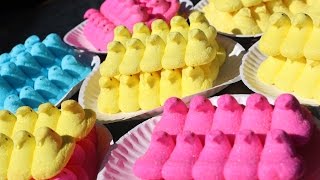 Matt Stonie Eats 255 Peeps in 5 Minutes World Record [upl. by Pallaton208]