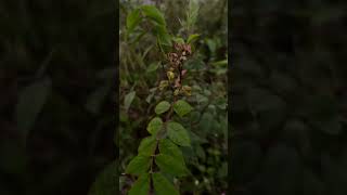 Leaves and buds of Senna occidentalis [upl. by Sirrap480]