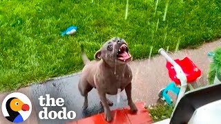 Pittie Leaps Out The Door When It Rains  The Dodo [upl. by Aniela275]