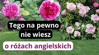 Cała prawda o różach angielskich wady i zalety tych odmian nie polecam [upl. by Lavicrep]