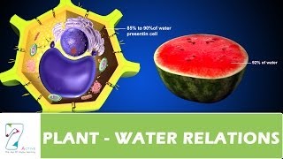 PLANT WATER RELATIONS [upl. by Mccreary]