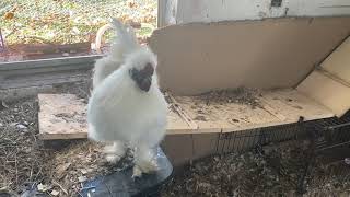 Baby Silkie Roosters joins first crow off showdown Powder Puff Flock silkies chicks [upl. by Nichy776]