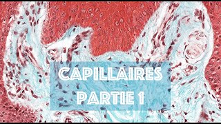 LE CAPILLAIRE SANGUIN partie 1  HISTOLOGIE [upl. by Kelton827]