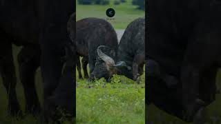 Epic Buffalo Battle Two Giants Clash on the Maasai Mara Plains [upl. by Archer]