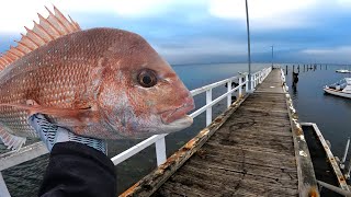 Land Based Pier and Jetty Fishing For Snapper [upl. by Chatav276]