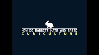 HOW DO RABBITS MATE AND BREED [upl. by Uaerraj208]