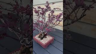 Japanese Barberry Berberis thunbergii bonsai [upl. by Lezley907]