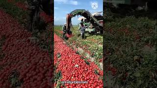 टमाटर की खेती से लाखों की कमाई कैसे करते हैं  tomato farming farming tomato [upl. by Aikan477]