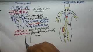 BIOLOGY7TISSUE FLUID amp LYMPH08MAY2020 [upl. by Ahc672]