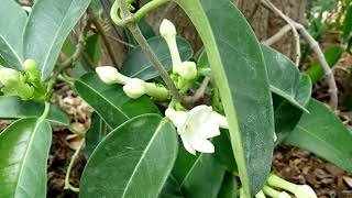 Stephanotis floribunda [upl. by Anet337]