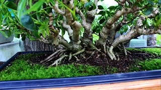 Schefflera Bonsai July 2014 [upl. by Nagaer]