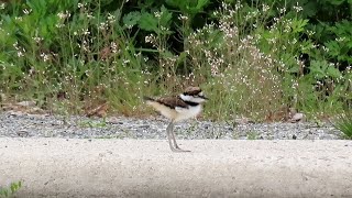 Killdeer With Their Newly Hatched Chicks on Governors Island [upl. by Eedoj704]