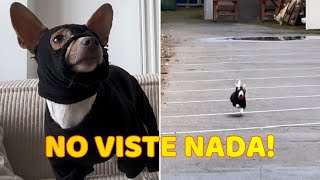 Perrito Recurre al Allanamiento de Morada para Recuperar su Pelota [upl. by Nylitak]