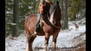 Shire Horses The Gentle giants [upl. by Abebi]