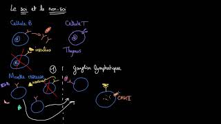 Immunité  Le soi et le nonsoi [upl. by Anuait]