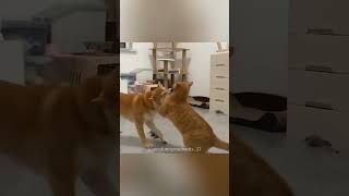 most epic dog and cat fights dog cat dogfight catfight [upl. by Geis]