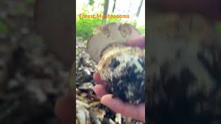 Boletus ReticulatusMay 2024 asmr asmrmushrooms fungi boletus porchini mushroomhunting [upl. by Blanchette552]