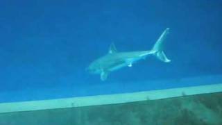 Great White Shark in Aquarium [upl. by Aldredge]