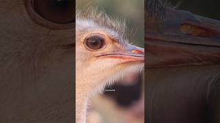 Ostrich eyes vs brain mind blowing animals facts [upl. by Seniag523]