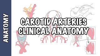 Anatomy  Carotid Artery Carotid artery disease aneurysm dissection amourosis fugax [upl. by Rehpinnej]