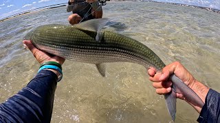 Fat Hawaiian Bonefish caught with the Ghetto Super Fly [upl. by Stanislas]