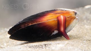 How Does the Mussel Grow its Beard  Deep Look [upl. by Bonis]