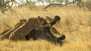 Lion Vs Elephant [upl. by Bagley]