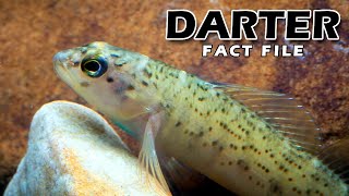 Darter Fish Facts a DARTING Fish 🐟 Animal Fact Files [upl. by Lapides]