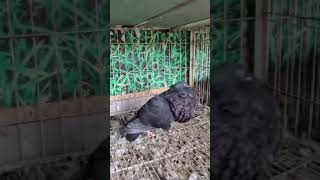 gaditanopouterpigeons pigeonstatus pigeonlover shahbaz1711 youtubeshorts shahbazbirdsfsd [upl. by Clausen745]