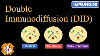 Double immunodiffusion Ouchterlony Double Diffusion FLImmuno58 [upl. by Sallyann]