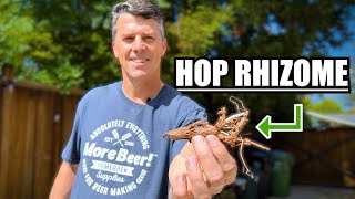 How to PLANT RHIZOMES to GROW YOUR OWN HOPS  MoreBeer [upl. by Alah]