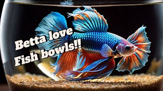 Mistakes every betta fish owner makethat are killing your fish [upl. by Ninahs442]