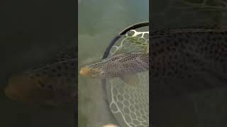 Taking his sweet time on the release flyfishing montana fishing browntroutfishing [upl. by Dalia]