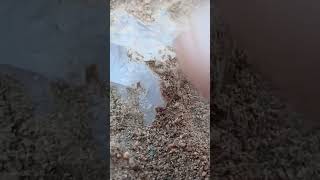 Digging Up Terminated Morganite Crystal in San Diego Gem Country gemhunting crystals [upl. by Leiand]