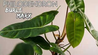 Philodendron Burle Marx  How To Houseplant [upl. by Glovsky939]