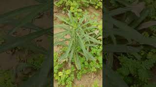 Horseweed erigern canadensisgardenplants gardeninggardennature [upl. by Tova]