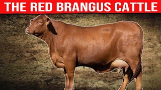 ⭕ RED BRANGUS Cattle Breed ✅ Biggest Bulls And Cow [upl. by Obellia]