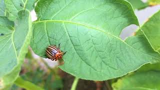 Doryphore sur plant de pomme de terre [upl. by Refinnaj]