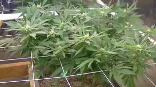 Organic CFL indoor Medical Marijuana Grow Part 5 [upl. by Arella632]