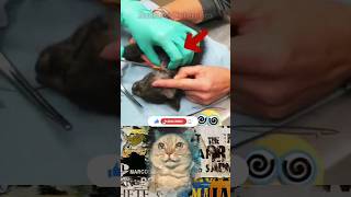 Removing Immense Cuterebra From A Kittens Neck cat reaction kitten shorts [upl. by Ackerman]