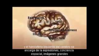 El CEREBRO Humano Cómo Funciona PARTES y DATOS🧠 [upl. by Llereg767]