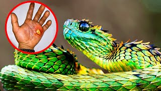 RAREST Snake Species Around The World [upl. by Kral]