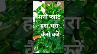 money plant care tipsgarden best plants [upl. by Bolling]