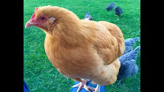 4 Month Update  Buff Orpington Chickens [upl. by Bekki809]