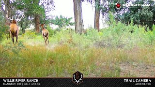 Willis River Ranch Trail Camera Video [upl. by Marlyn]