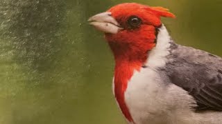 Red Crested Cardinal getting bread at Honolulu [upl. by Baldwin]