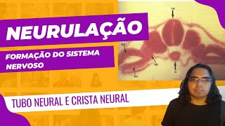 NEURULAÇÃO  Embriologia do Sistema nervoso [upl. by Enylecoj]