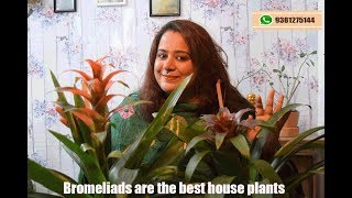 Kompal How to take care of bromeliads  Guzmania plant [upl. by Seroled]